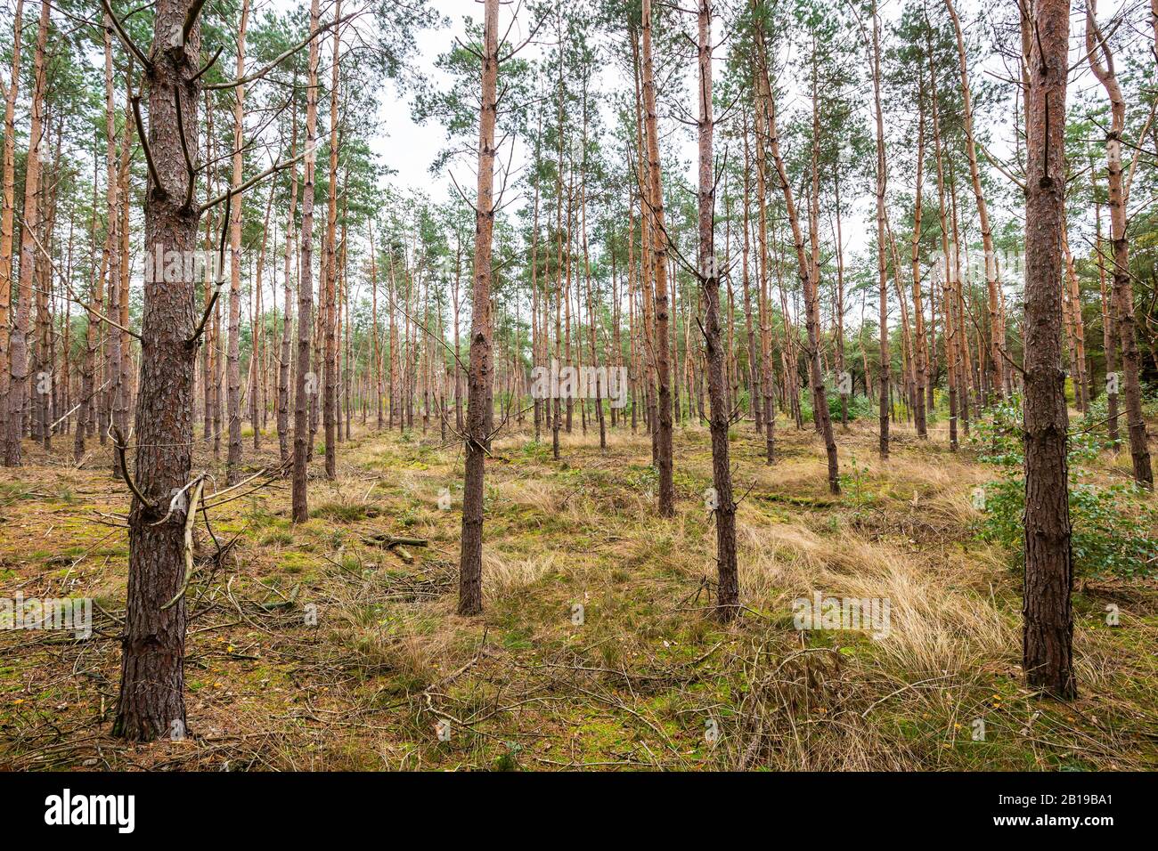 Fichte Bäume Wald an einem sonnigen Tag im Herbst Saison Stockfoto