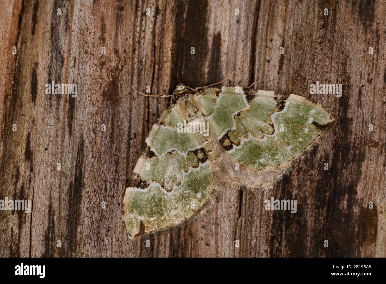 Grüner Teppich (Colostygia pectinataria, Larentia viridaria), sitzt auf Rinde, Deutschland Stockfoto Grüner Teppich (Colostygia pectinataria, Larentia viridaria), sitzt auf Rinde, Deutschland Stockfoto