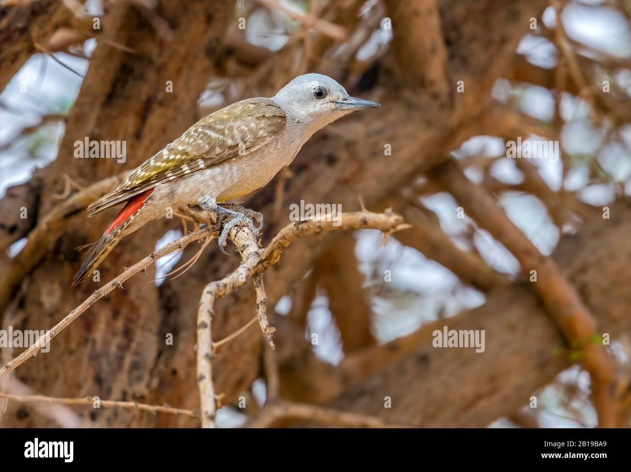 Afrikanischer grauer Specht (Mesopicos goertae goertae), Weibchen auf einem Baum thront, Mauretanien, Adar Stockfoto