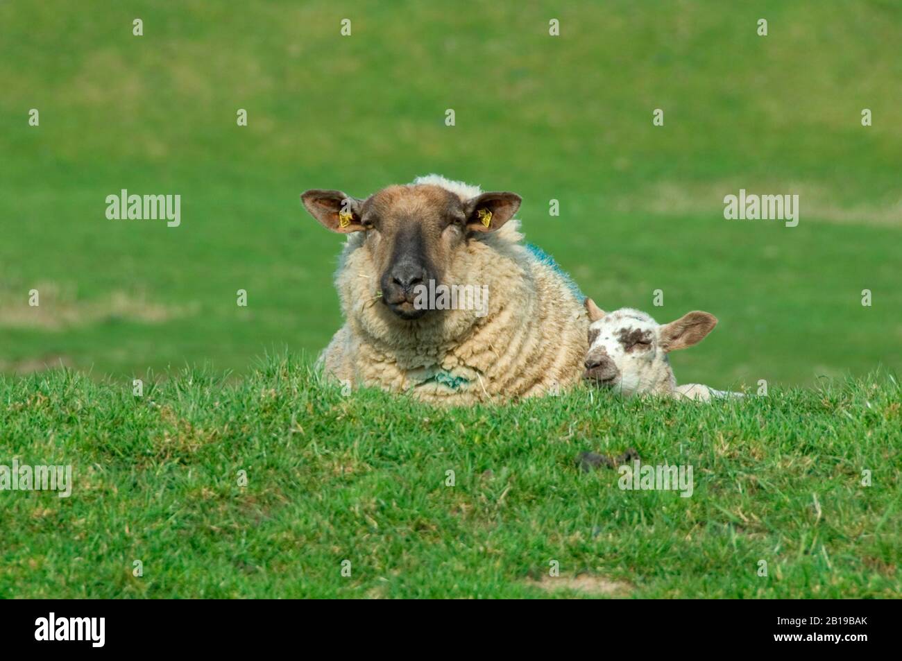 Hausschafe (Ovis ammon f. Widder), mit Lamm auf einer Wiese liegend, Vorderansicht, Deutschland, Schleswig-Holstein Stockfoto