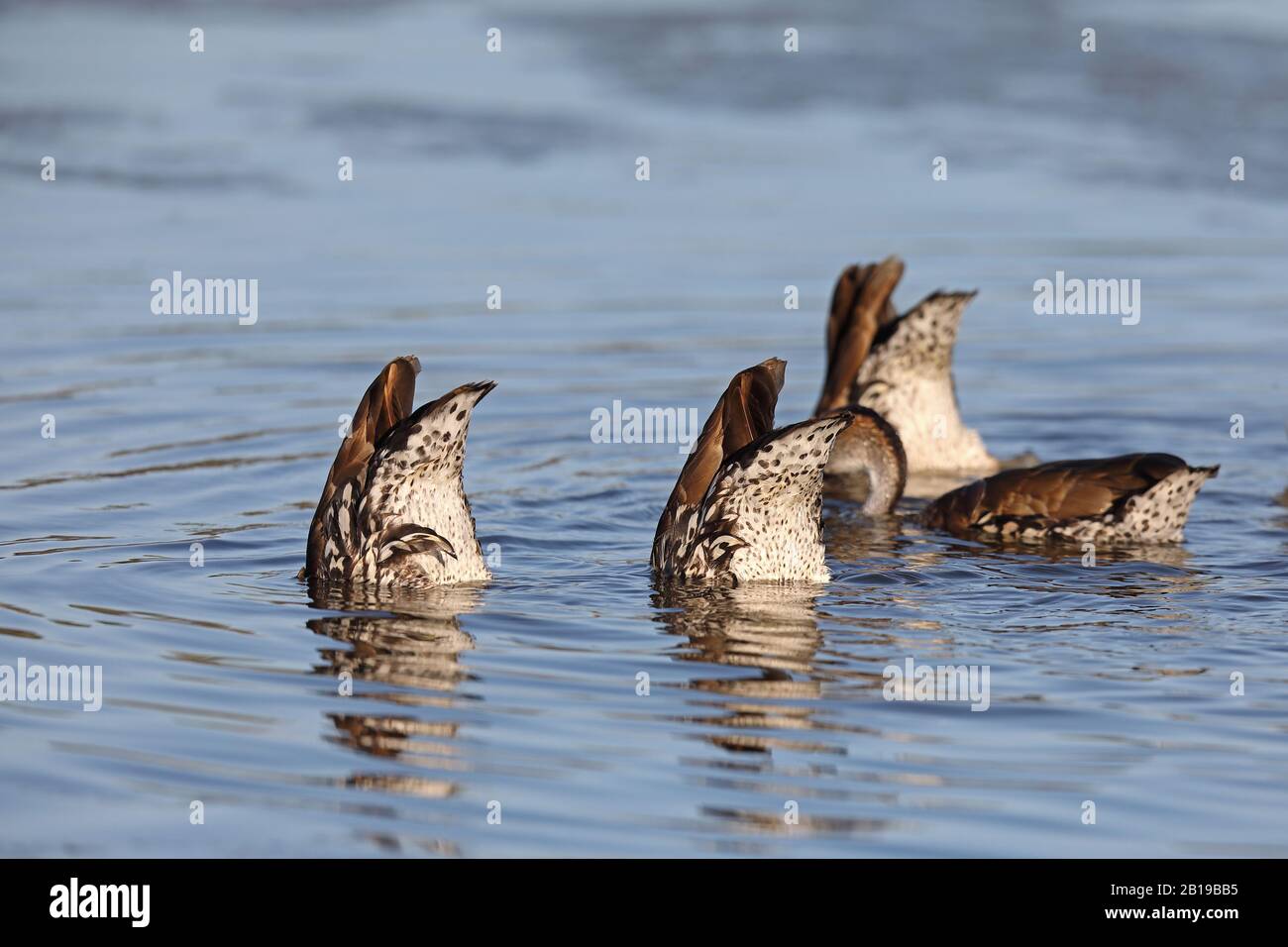 Schwarz gekleidete Whistling Duck (Dendrocygna arborea), Group Dabble, Cuba, Cayo Guillermo Stockfoto