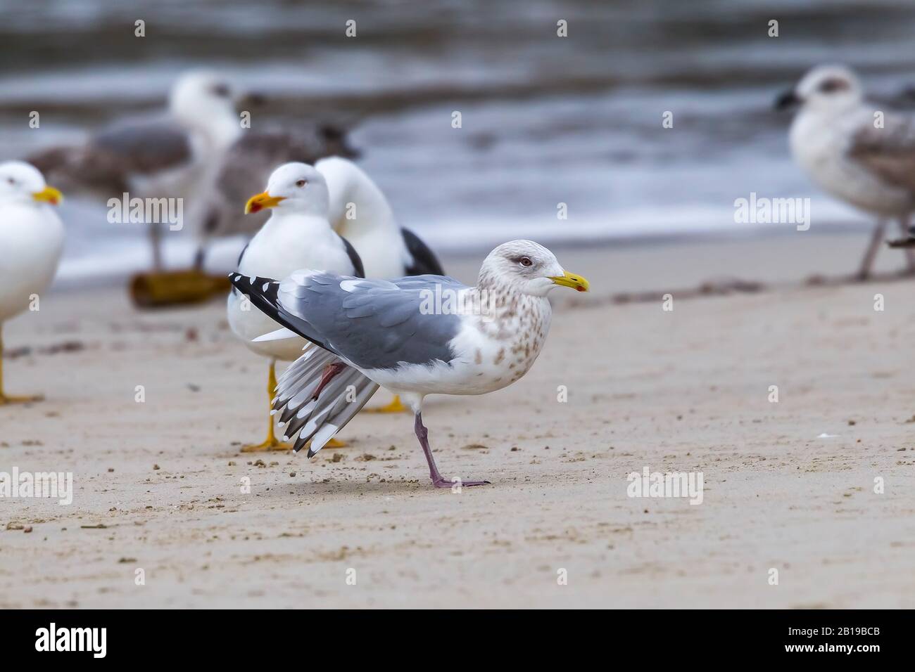 Thayer's Gull (Larus thayeri), am Strand von San Cibrao, Spanien, Galicien Stockfoto