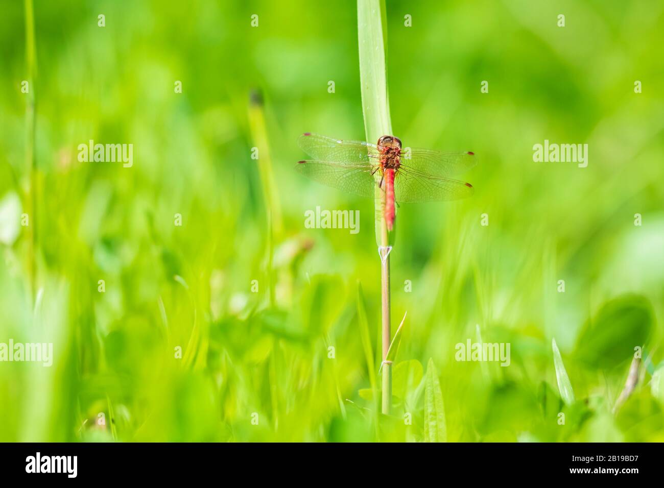 Rote Männchen Common Darter Sympetrum striolatum Libelle mit seine Flügel ist er seine Flügel trocknen in den frühen, warme Sonne Licht im grünen Gras ausruhen Stockfoto