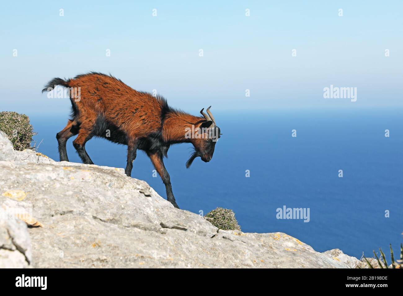 Hausziege (Capra hircus, Capra aegagrus f. hircus), Spaziergang über Felsen, Seitenansicht, Spanien, Balearen, Mallorca Stockfoto