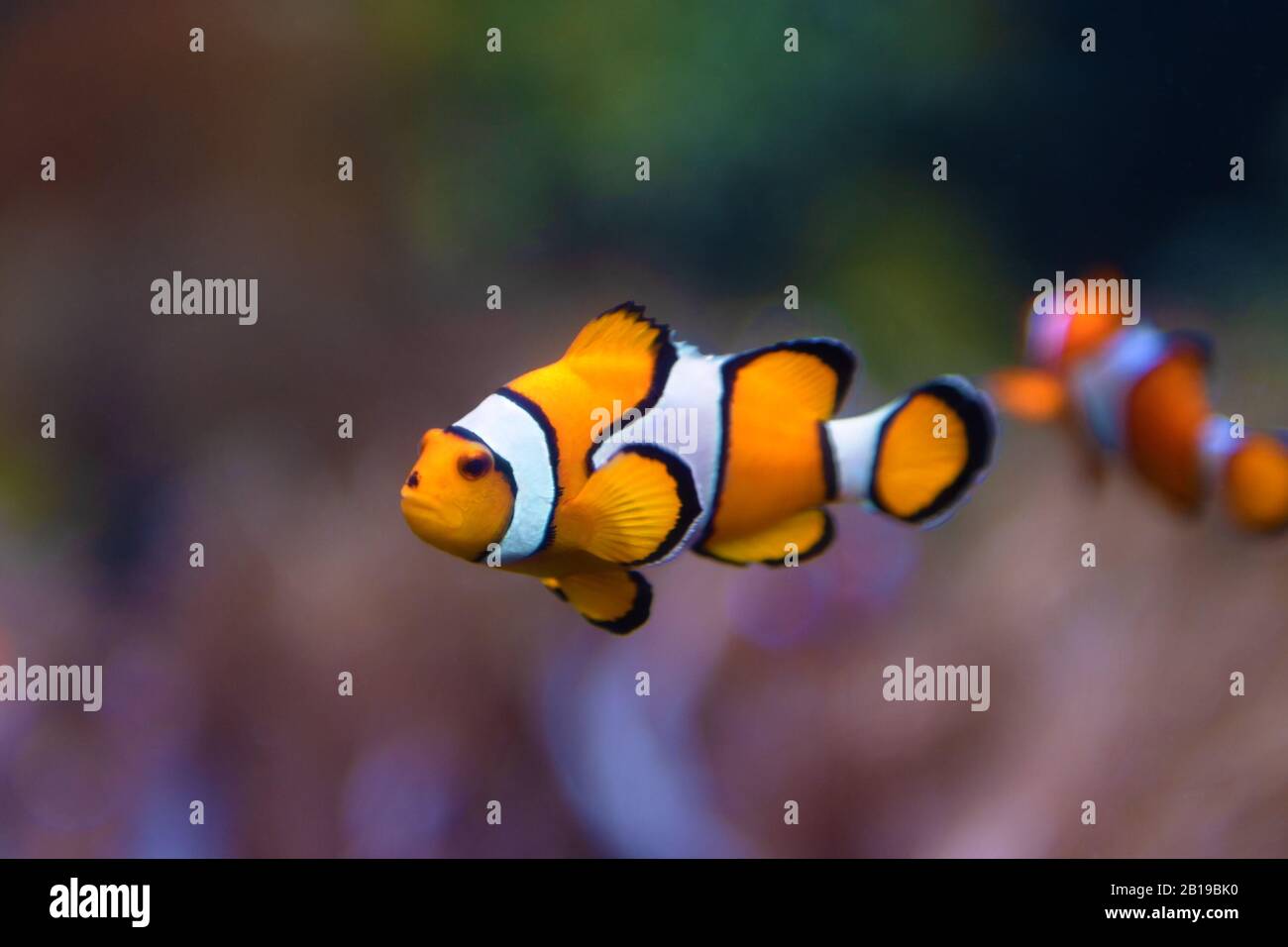 Ein Clown Anemonefisch im Aquarium, nah dran Stockfoto