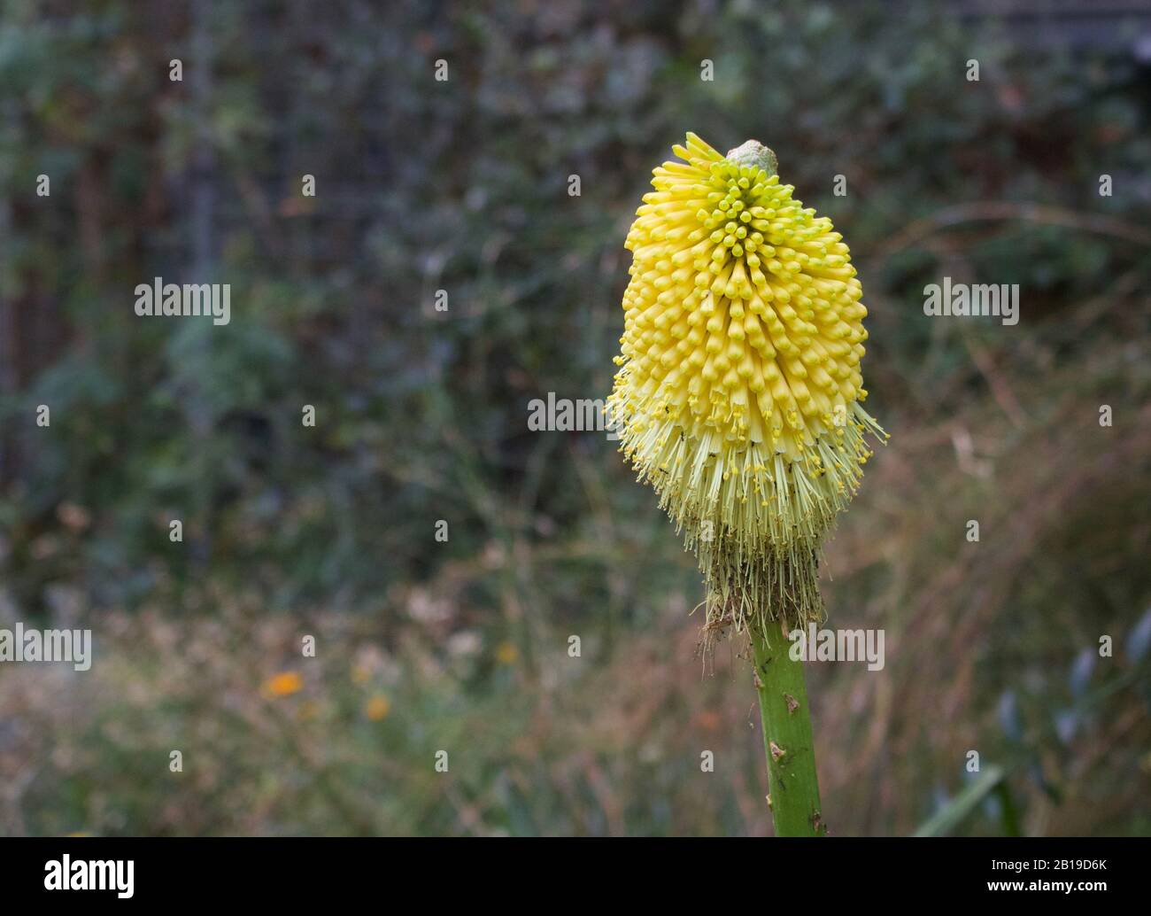Schöne Blüte von gelb-rot-heißem Poker oder kniphofia vor grünem Hintergrund Stockfoto