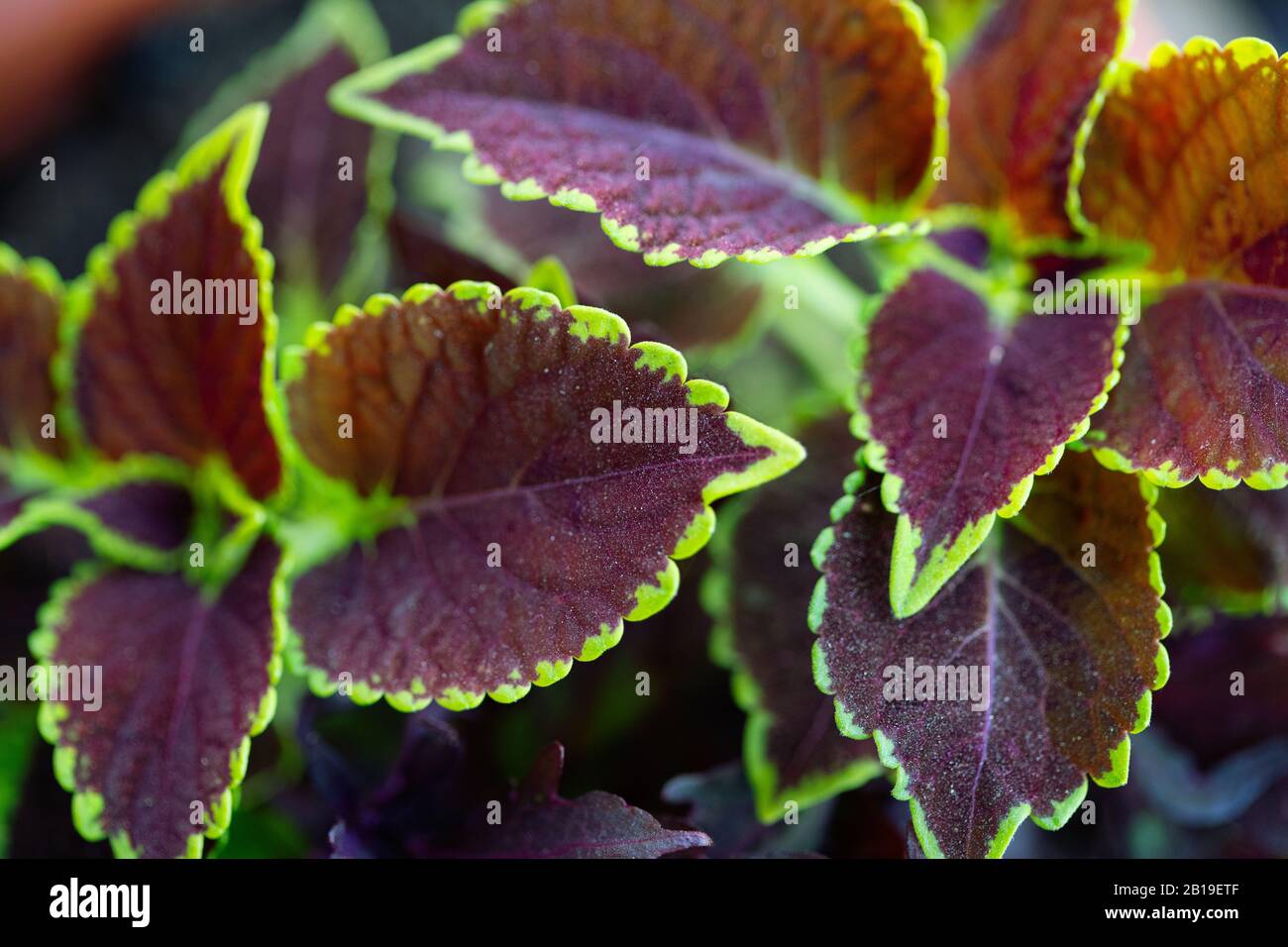 Dekorative Brennnessel hinterlässt Naturkonzept. Grüne und rosafarbene Kräuter Textur Stockfoto