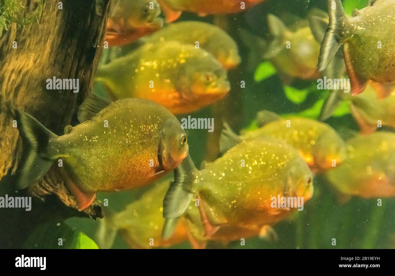 Eine Herde von roten Raubfischen, die in einem Aquarium schwimmen Stockfoto