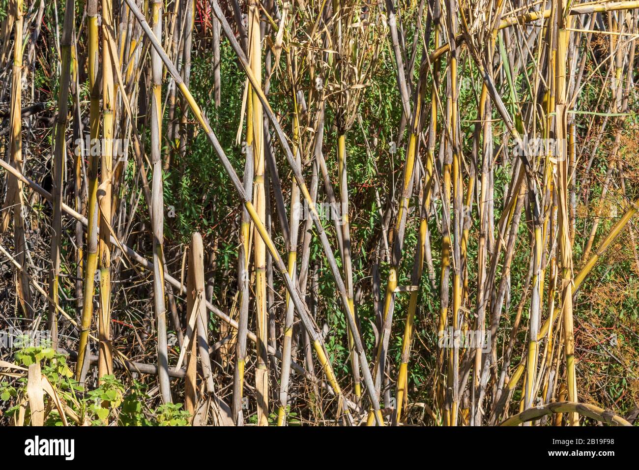 Arundo donax, Common Cane Growing On A Hillside Stockfoto