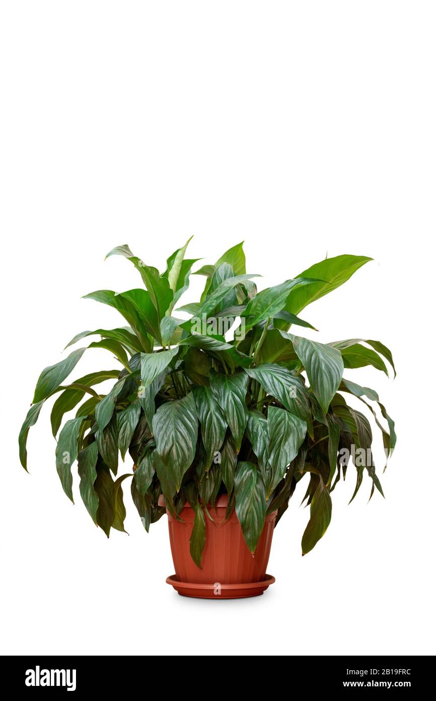 Spathiphyllum Pflanzen vor weißem Hintergrund. Stockfoto