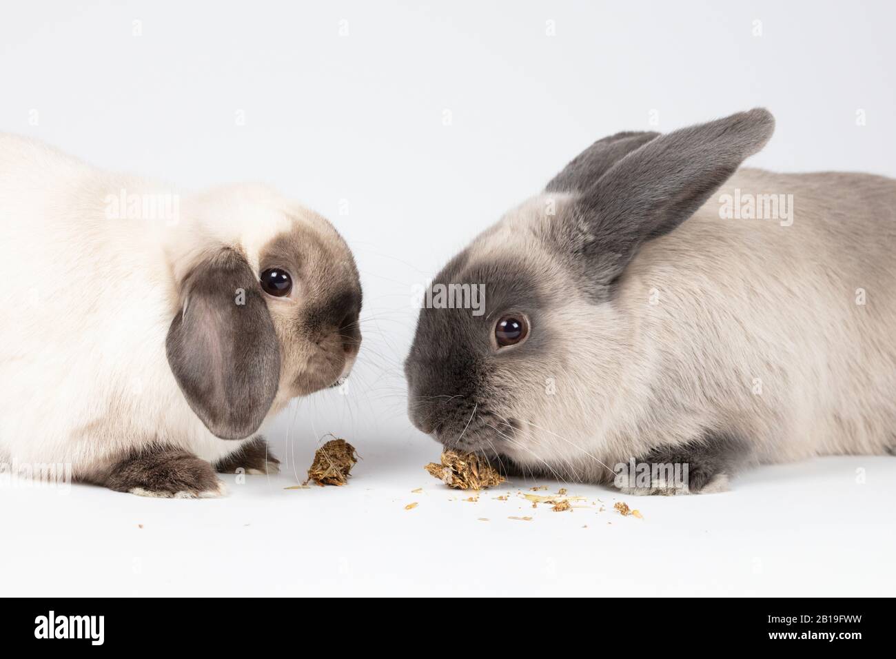 Kaninchen, Die Auf Isoliertem Hintergrund Essen Stockfoto