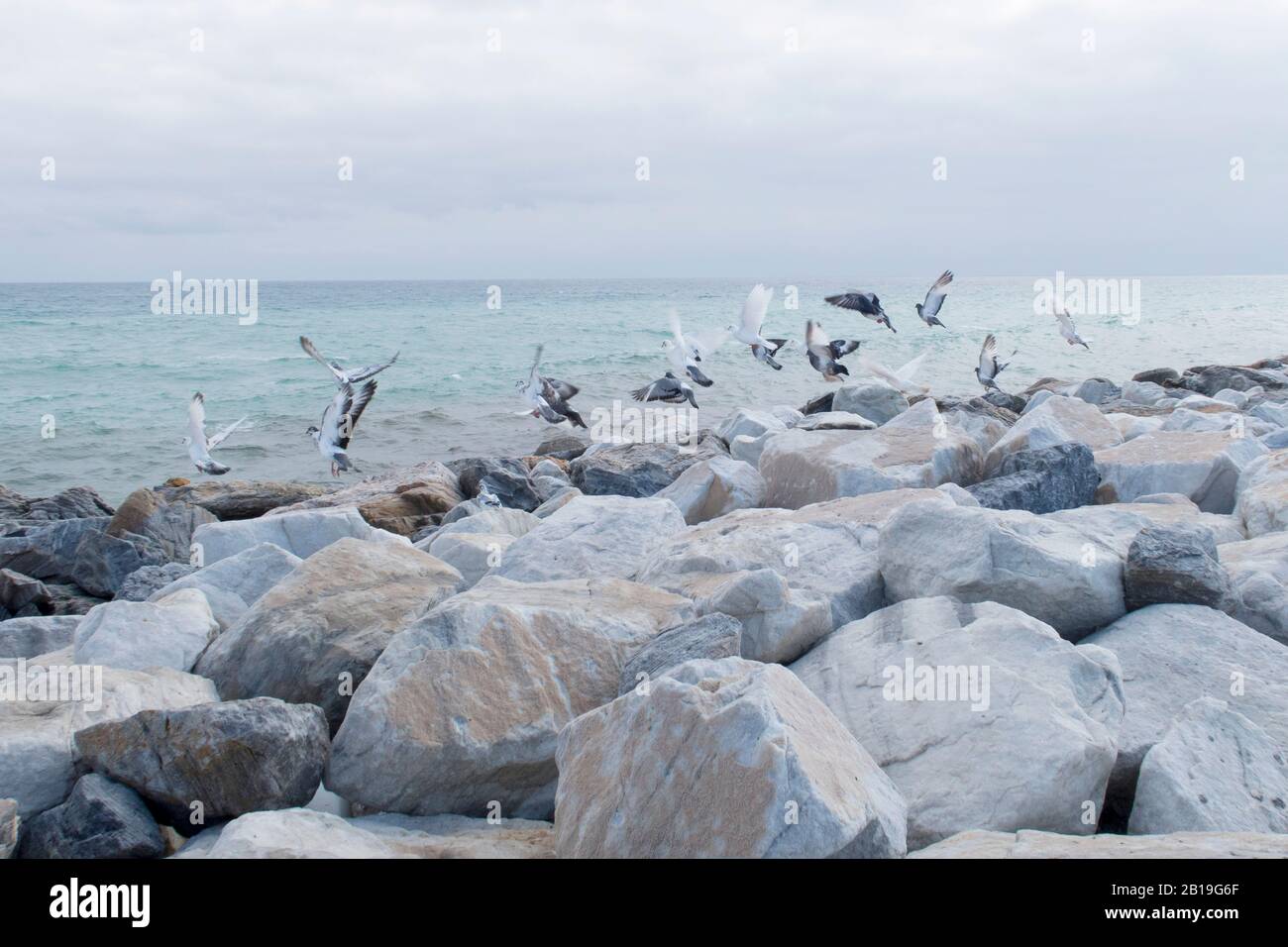 Vögel im Flug über Felsen an der Küste Stockfoto