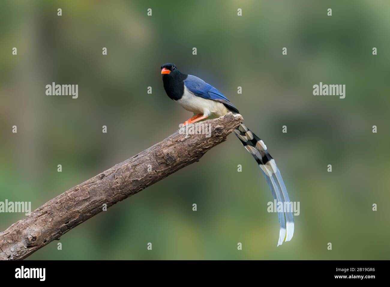 Ein einsamer Roter-abgerechneter blauer Magpie (Urocissa erythroryncha), der am Ende eines Baumstamms thront. Stockfoto