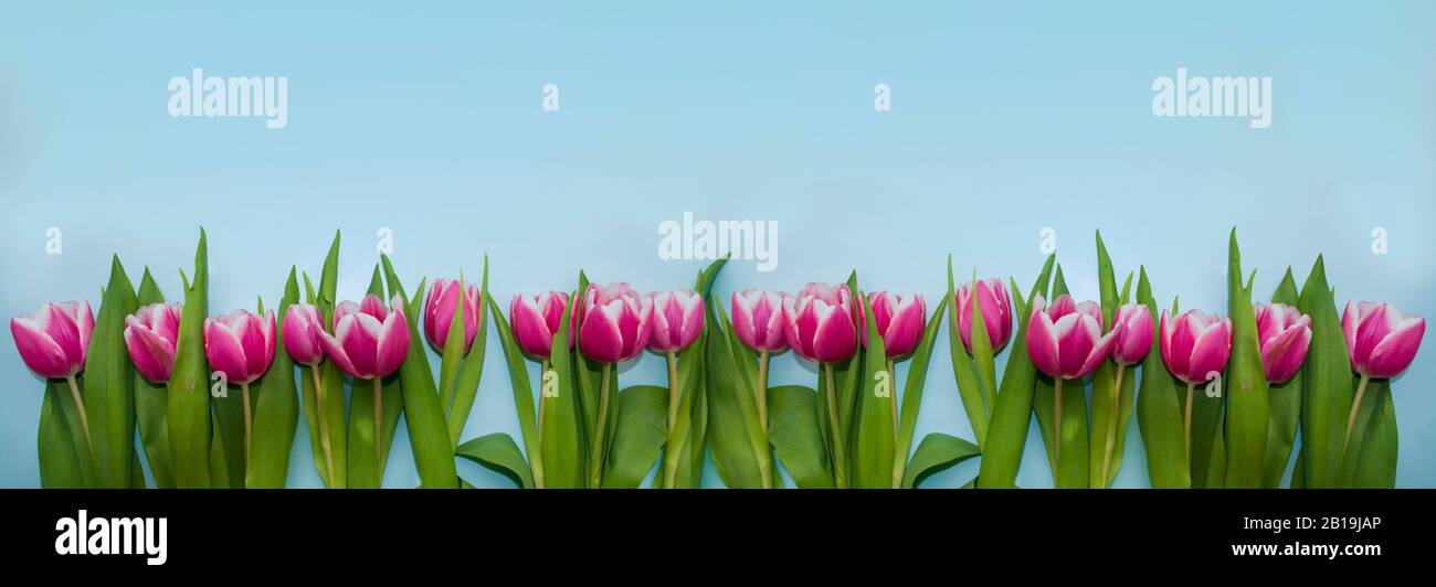 Banner mit pinkfarbenen Tulpen auf blauem Hintergrund. Stockfoto