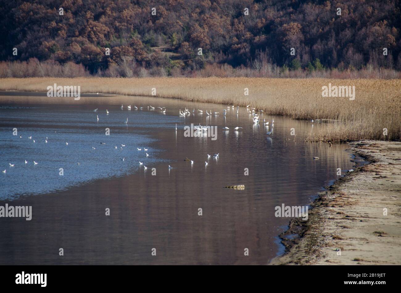 Vögel im Prespa-See, Mazedonien Stockfoto