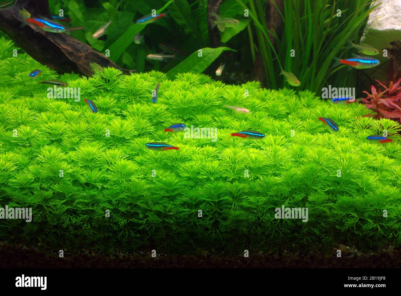 Ambulia, Limnophila Sessiliflora Stockfoto