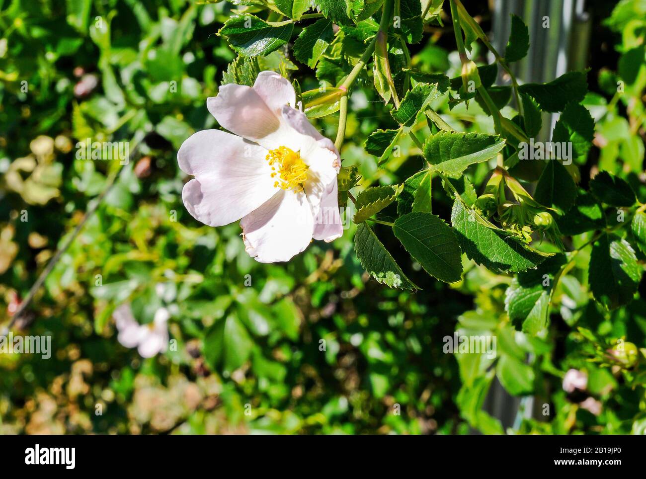 Wilde Rosenblüte auf dem Feld. Hunderose. Stockfoto