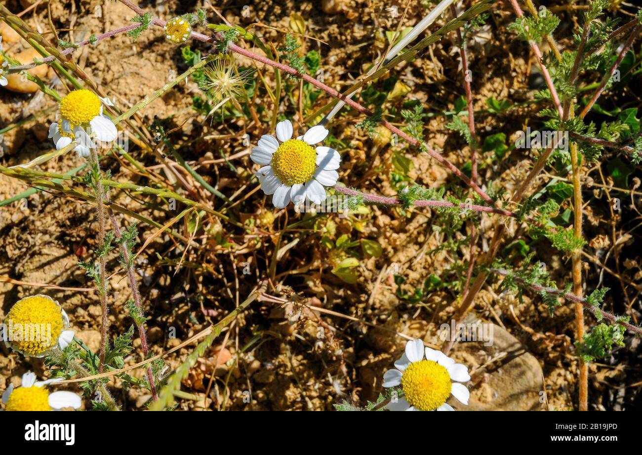 Kamillen und Gänseblümchen wachsen im Frühjahr auf dem Feld. Anthemis arvensis. Stockfoto