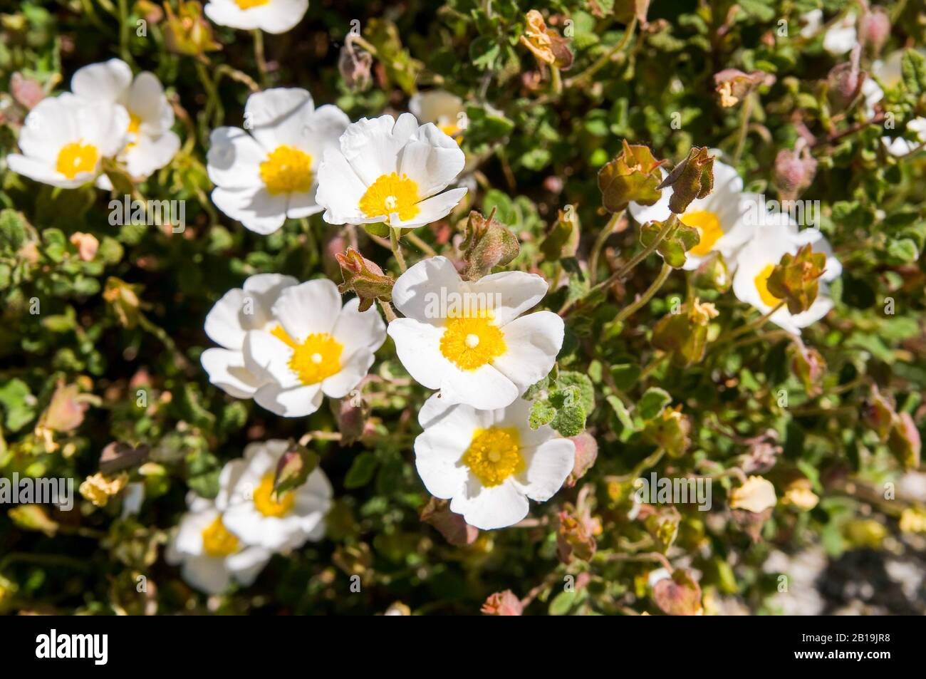 Cistus albidus L., Weiße Steinrose, Weiße Steppe. ALBINO-Exemplar Stockfoto