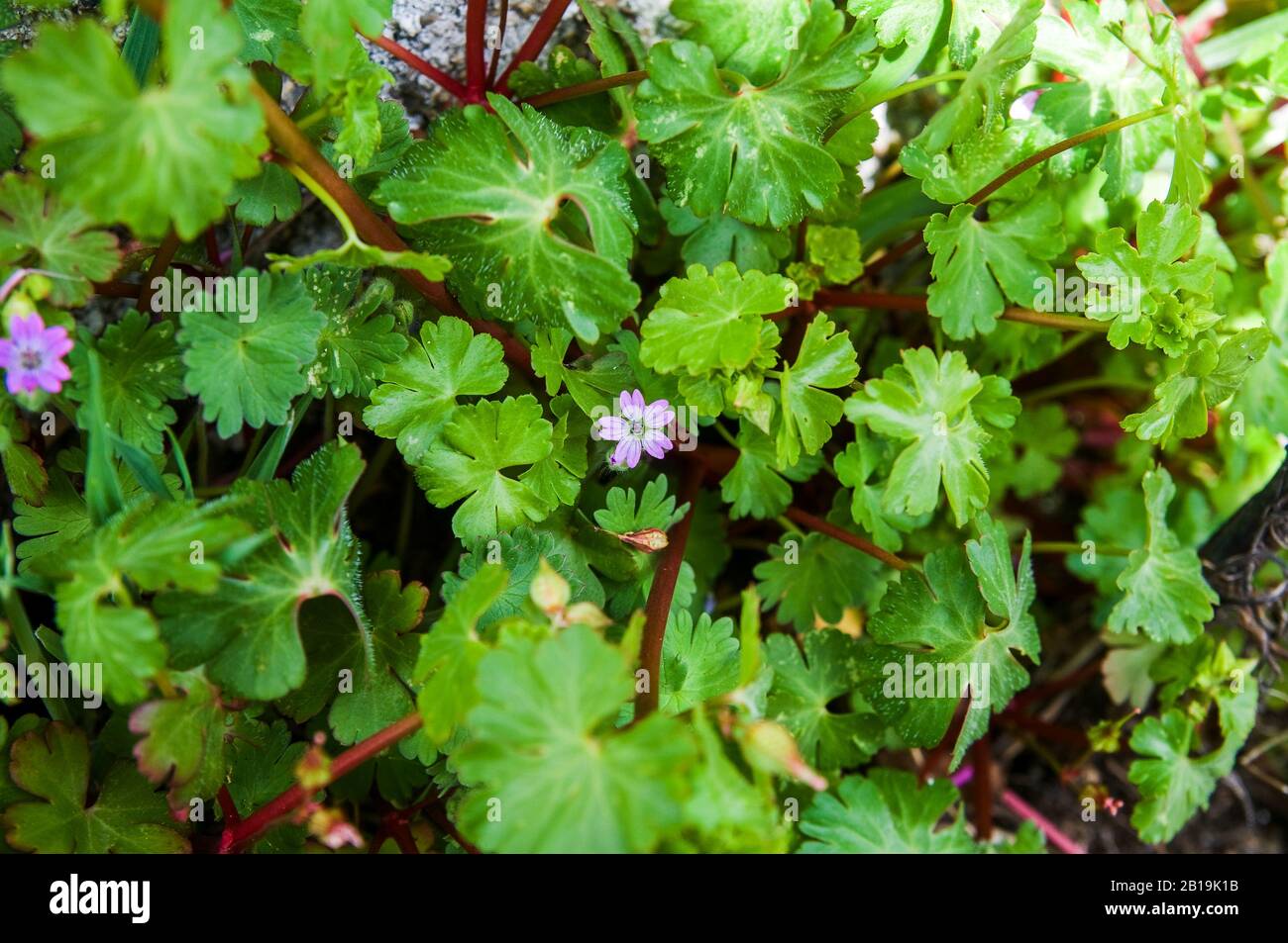 Geranium rotundifolium in Blüte. Geraniaceae Familie. Wilde Geranie im Frühling die Landschaft Spaniens. Stockfoto