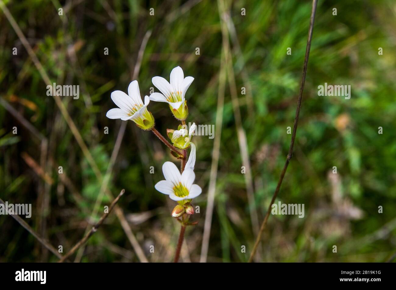 Blühende Saxifraga granulata Pflanze. Stockfoto