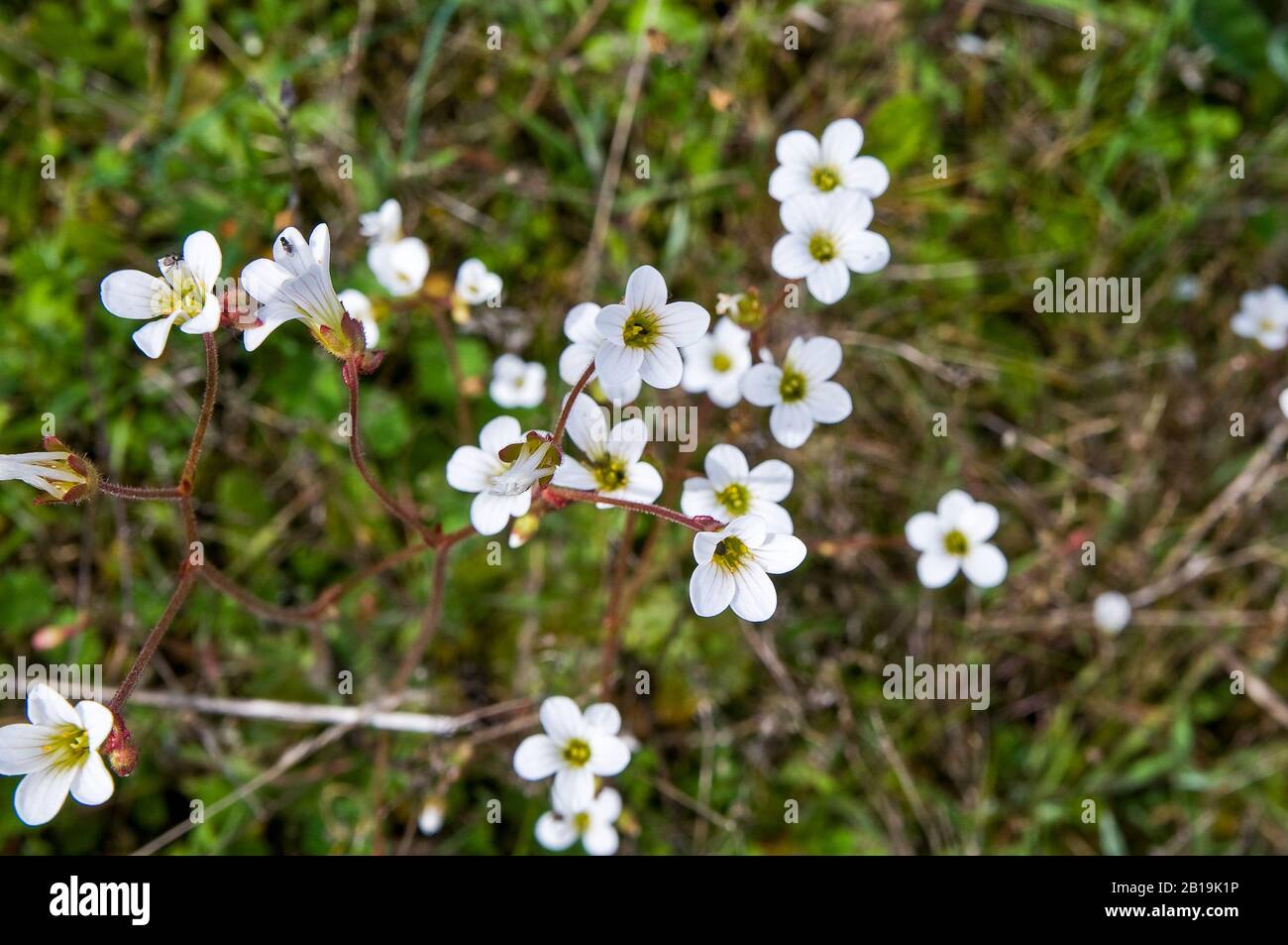 Kleine Wildblumen. Blühende Saxifraga granulata Pflanze. Stockfoto