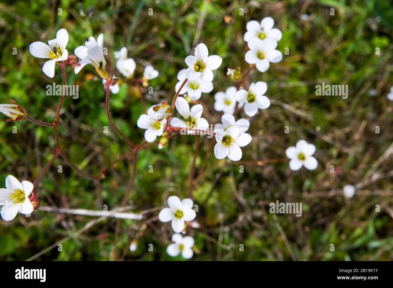 Blühende Saxifraga granulata Pflanze. Stockfoto