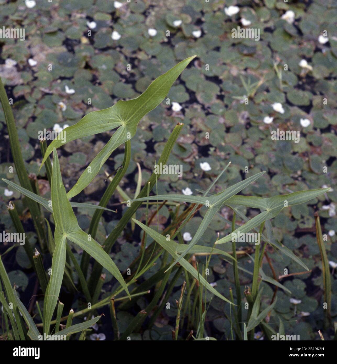 Pfeilspitze, Sagittaria sagittifolia Stockfoto