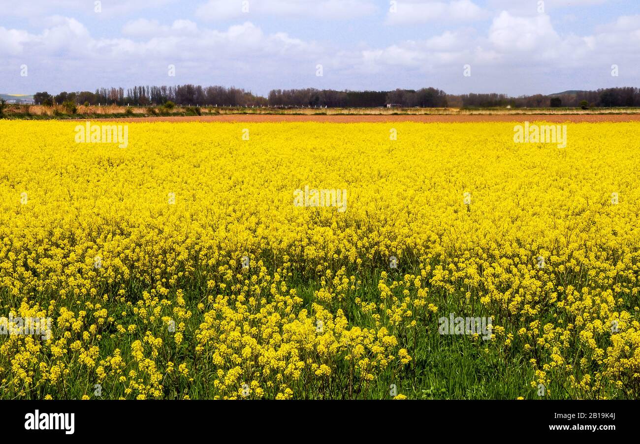 Landschaft mit einer Rapsernte in Spanien. Raps. Brassica napus. Stockfoto