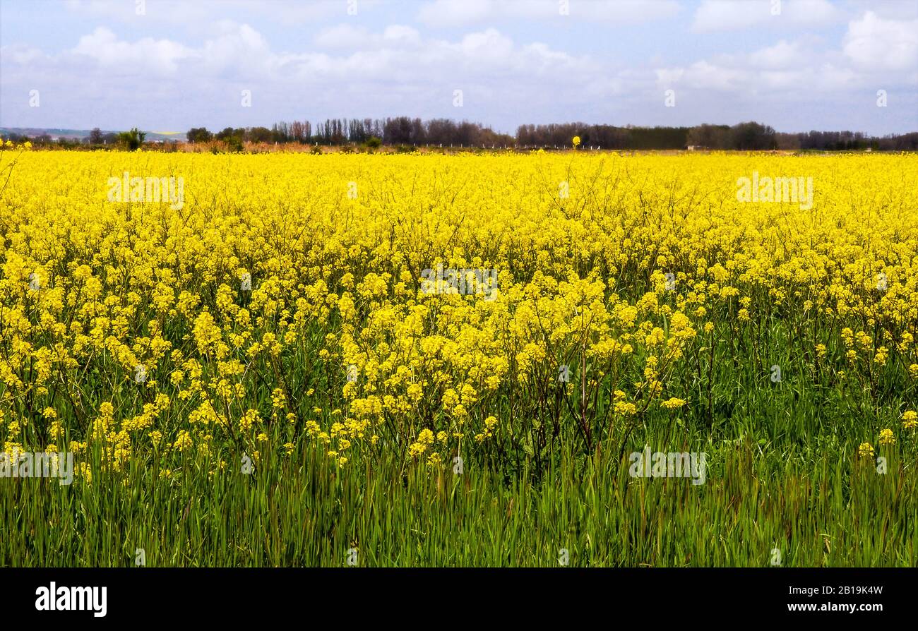 Landschaft mit einer Rapsernte in Spanien. Raps. Brassica napus. Stockfoto
