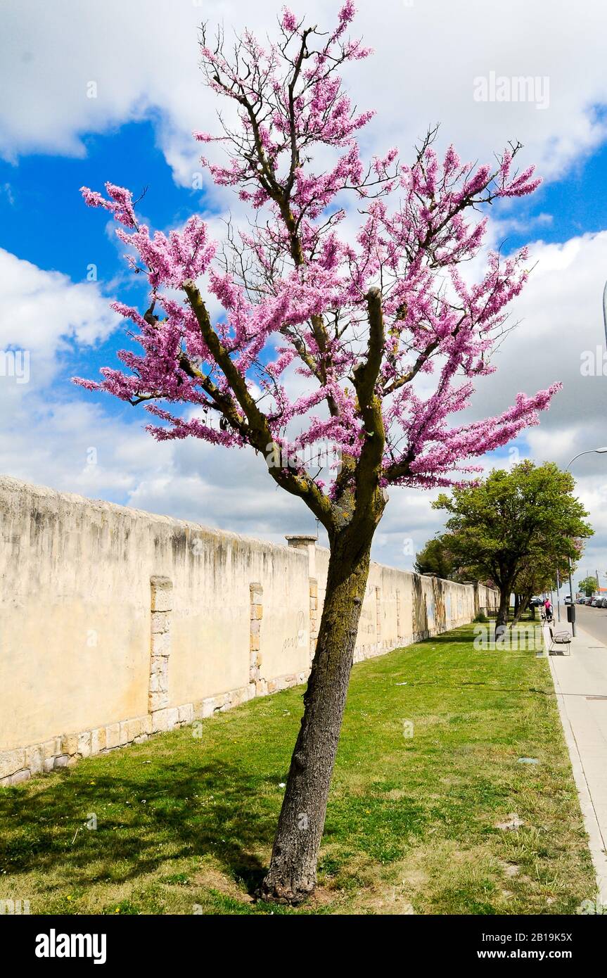 Blühender Baum mit kleinen rosa Blüten, im Gras neben einer Wand gepflanzt. Baum der Liebe, Cercis siliquastrum. Stockfoto