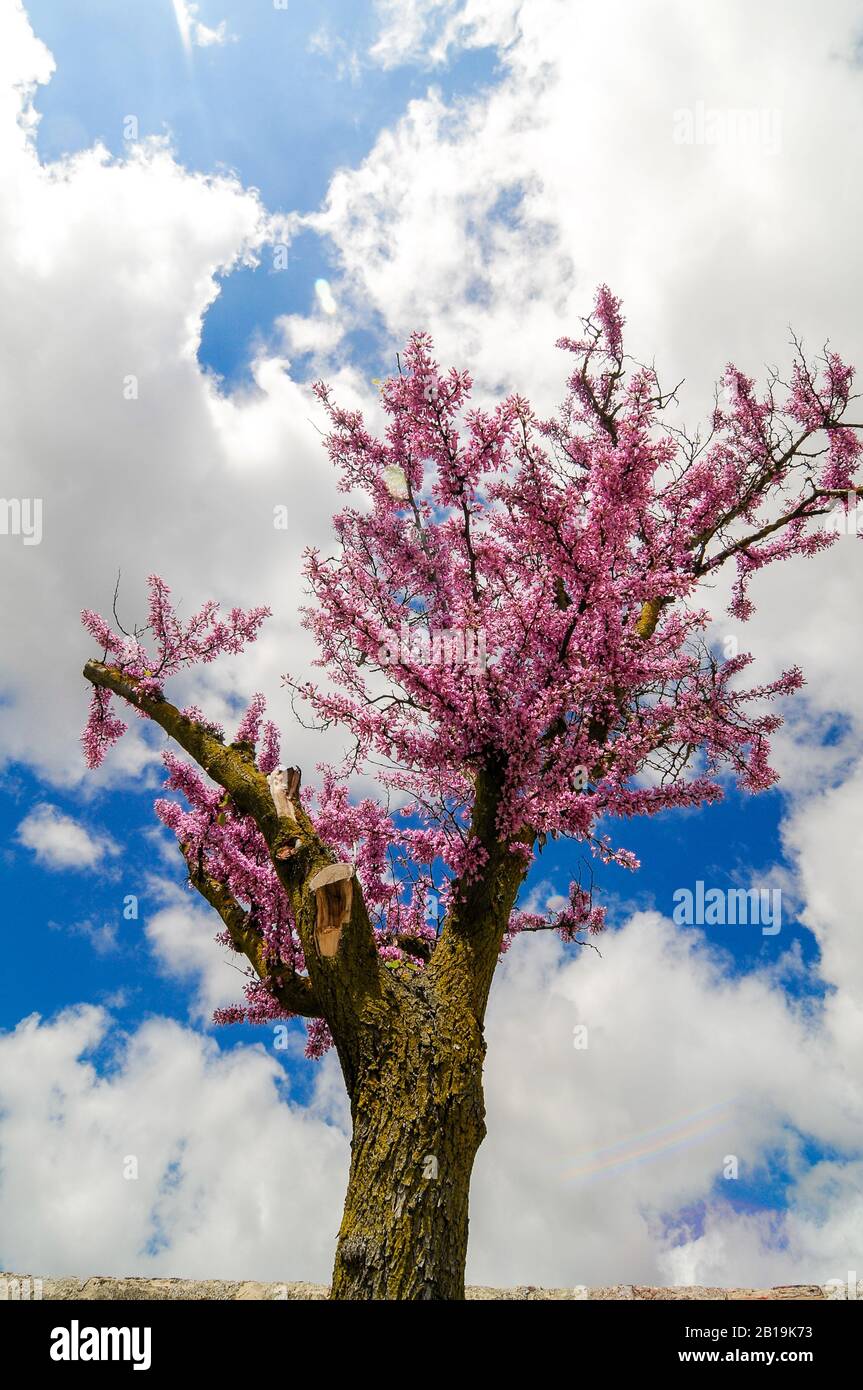 Blühender Baum mit kleinen rosa Blüten. Baum der Liebe, Cercis siliquastrum. Stockfoto