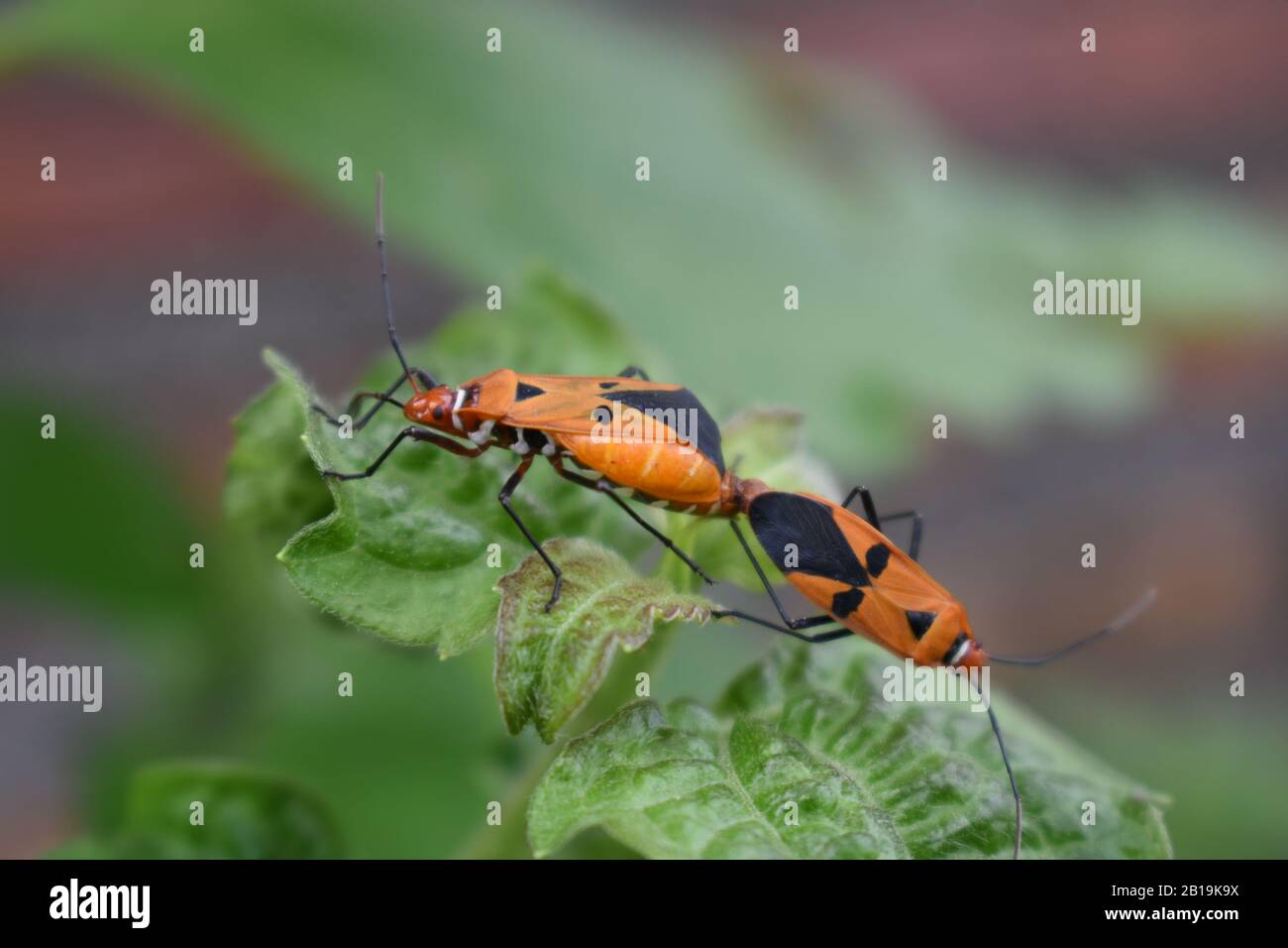 Nahaufnahme der Paarung von Milkweed-Wanzen. Stockfoto