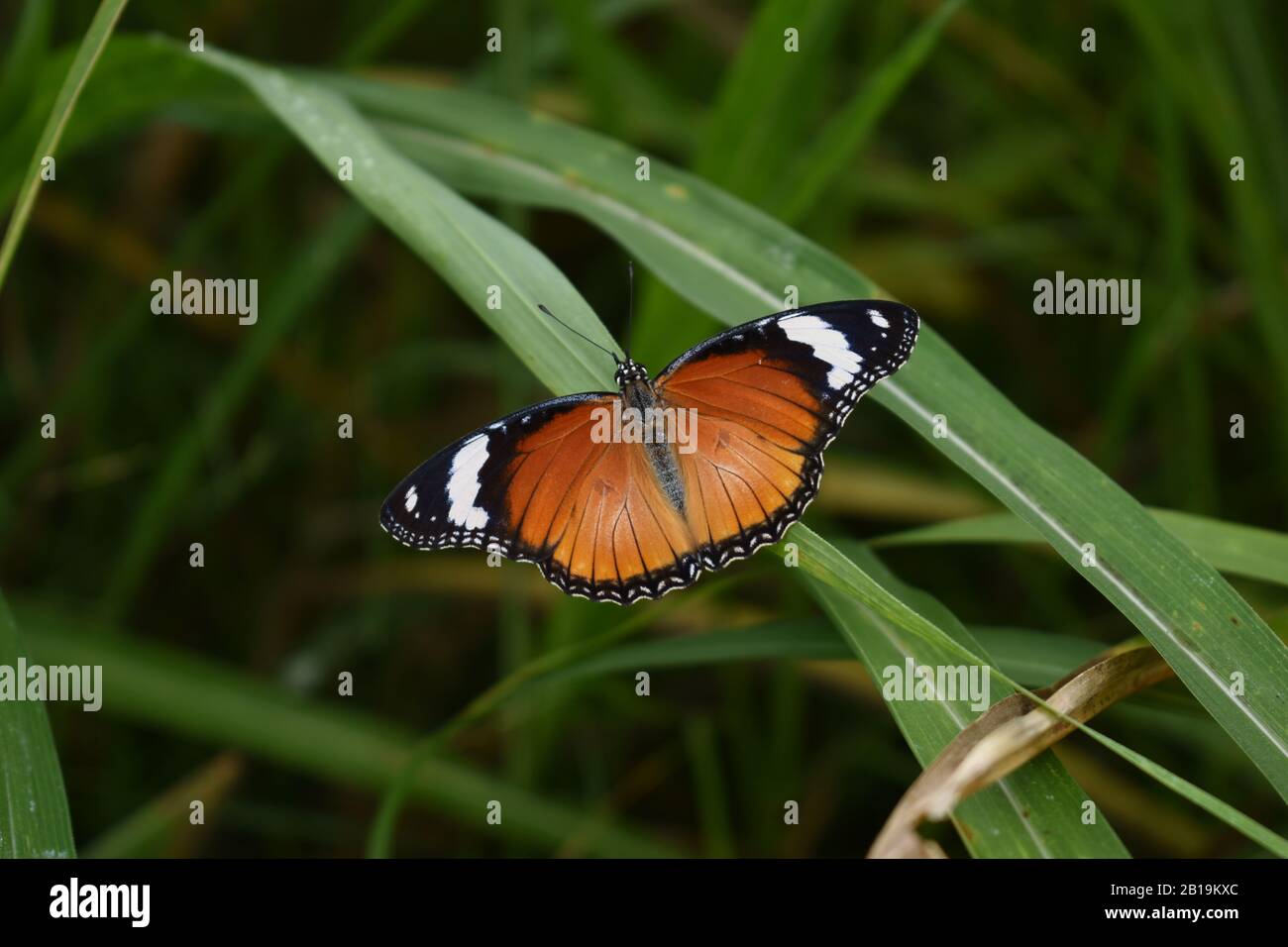 Weibliche Danaid-Eggfliege (Hypolimnas misippus) Stockfoto