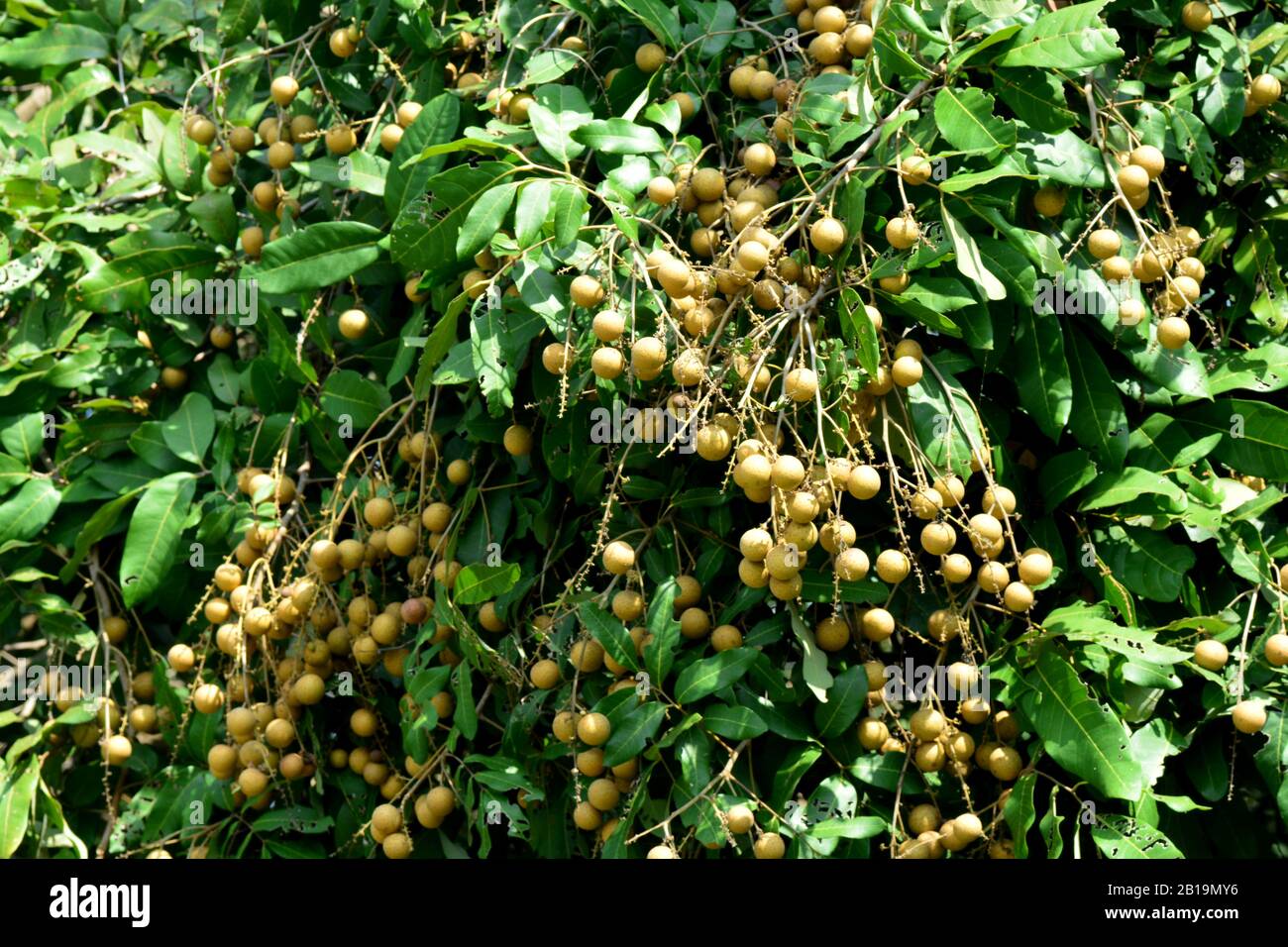 Die Longan Frucht Baum - Lychee nahe Verwandten Stockfoto