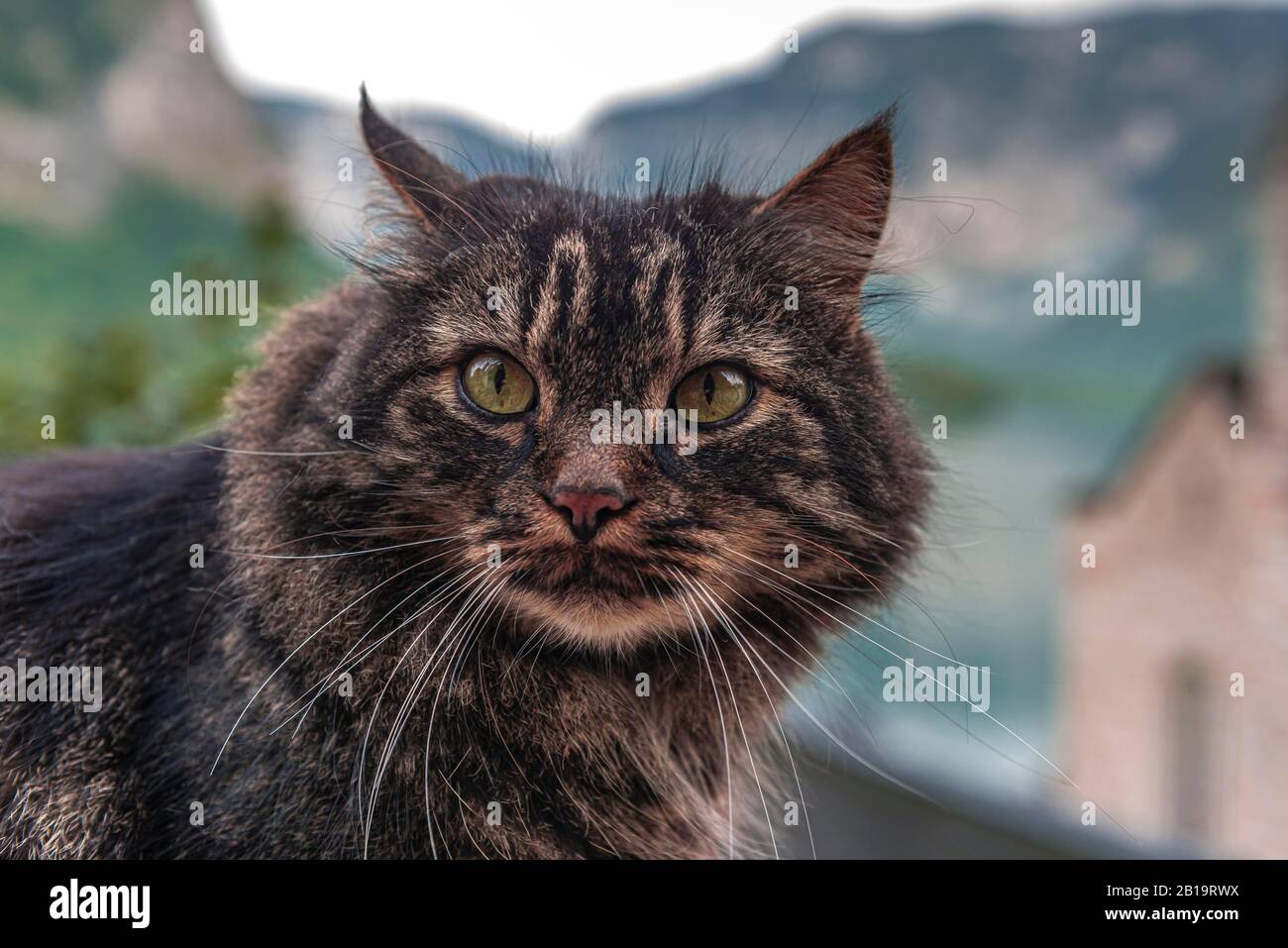 Tabby Hauskatze, Porträt, Oberösterreich, Österreich Stockfoto