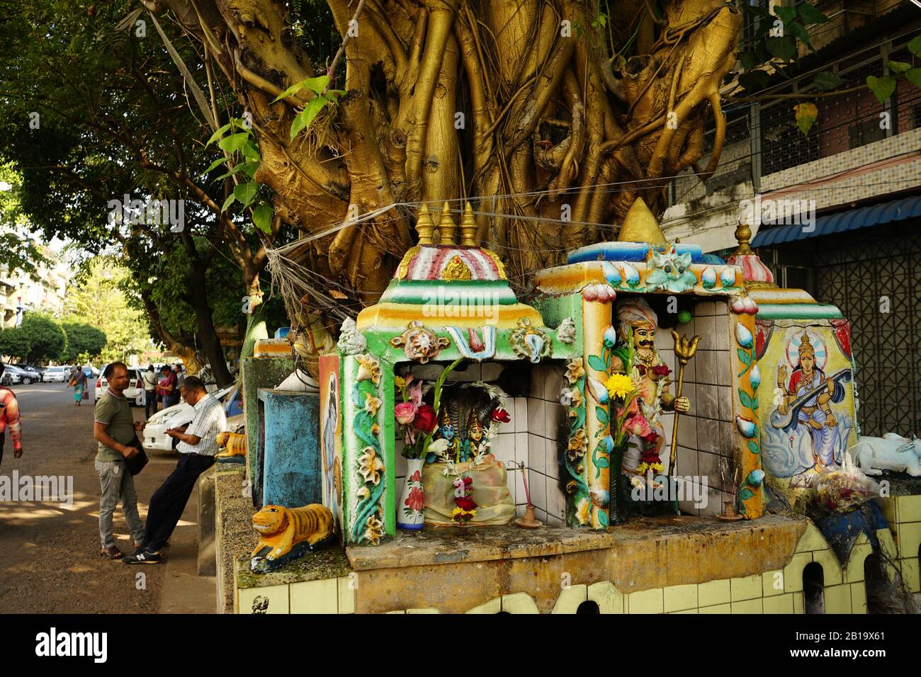 Pappel-Feige (Ficus religiosa) mit Geisterhäusern oder Nat-Schreinen, Yangon, Myanmar Stockfoto