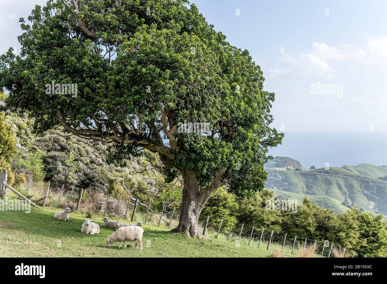 Landschaft mit Schafweiden auf Graspiste unter großem Baum, in hellem Spätfrühling in der Nähe von Manaia, Coromandel, North Island, Neuseeland geschossen Stockfoto