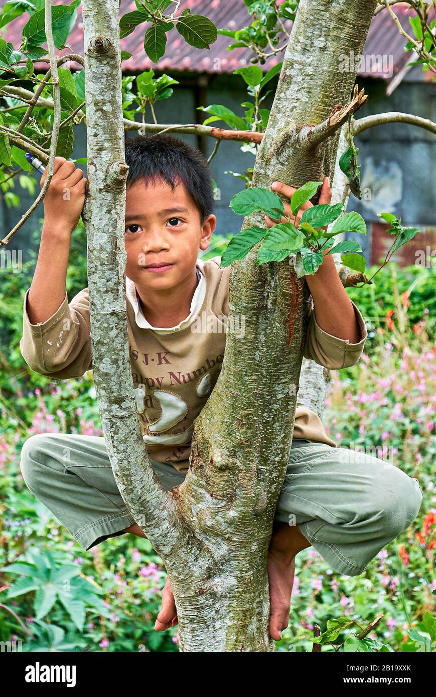 Sagada, Bergprovinz, Philippinen: Kleiner Junge klettert auf einen Baum und blickt auf die Kamera, mit vielen Blumen hinter ihm Stockfoto