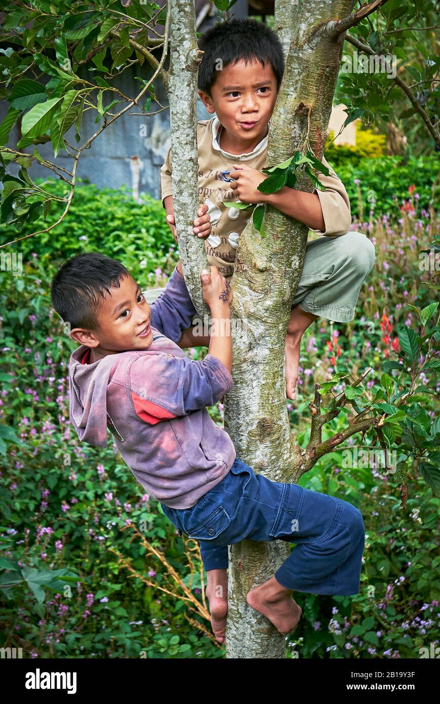 Sagada, Bergprovinz, Philippinen: Zwei junge Jungen klettern barfuß auf einen Baum, hinter ihnen im Hinterhof viele rosafarbene Blumen Stockfoto