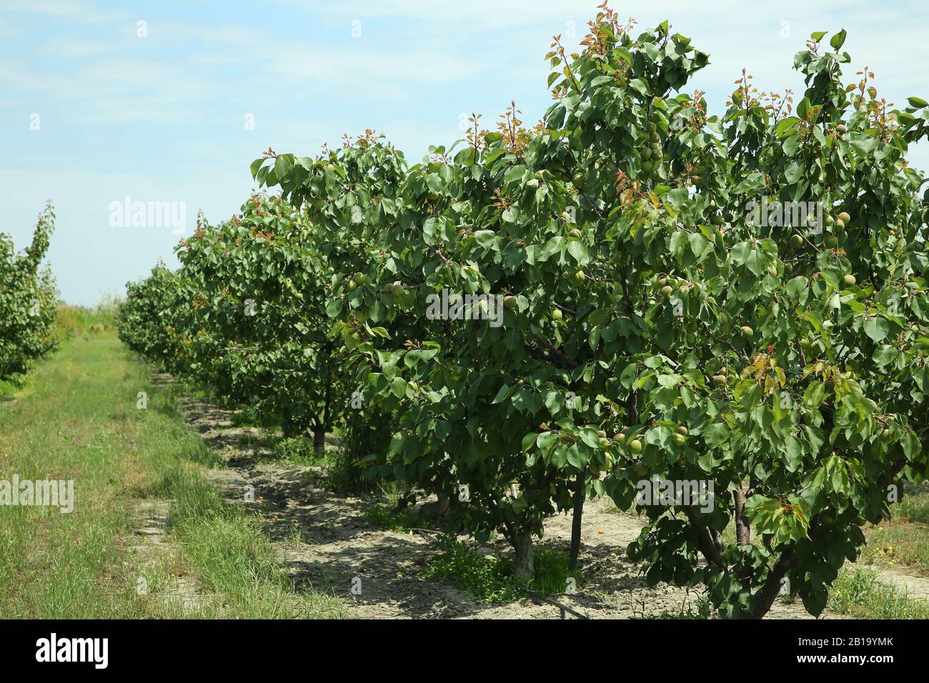 Pfirsichfarm im Frühsommer. Unreifer Pfirsich . Pfirsichbaum, Verzweigung mit kleinen unreifen Pfirsichen . Stockfoto