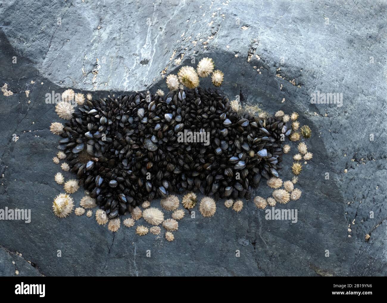 Foto der Bio-Diversity An Der Küste mit Muscheln und Limpeten, die an Meeresfelsen befestigt sind und Meeresbewohner zeigen, die Formen von Mustern kolonisieren und zeigen Stockfoto