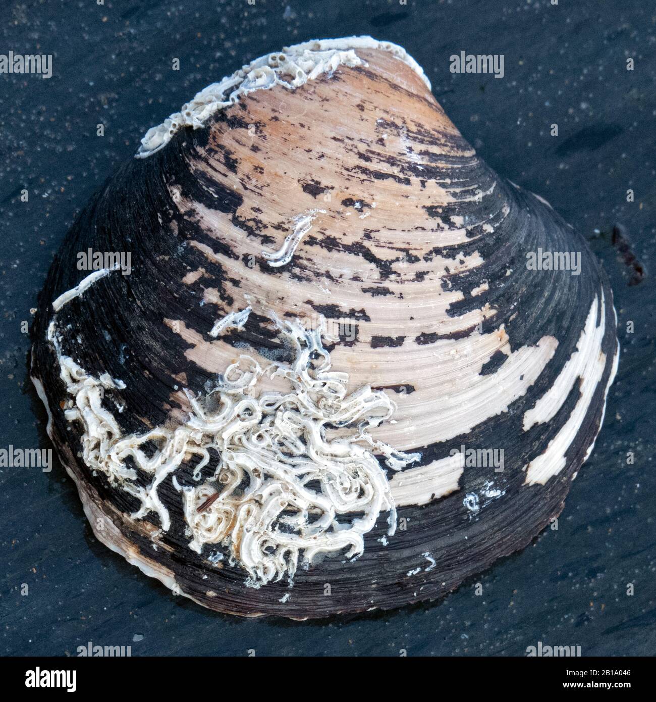 Große Muschel, die an Küstenfelsen befestigt ist und Meereslebewesen zeigt, die Muster von Formen und Texturen auf ihren Muscheln in ihrem Gezeitengestein zeigen Stockfoto