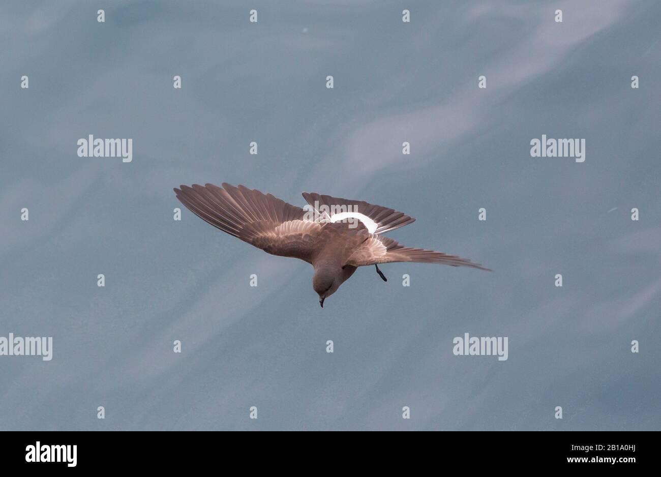 Wilsons Storm Petrel, Oceanites oceanicus, der von Plankton an der Oberfläche vor King George Island auf den South Shetland Islands in der Antarktis ernährt. Stockfoto