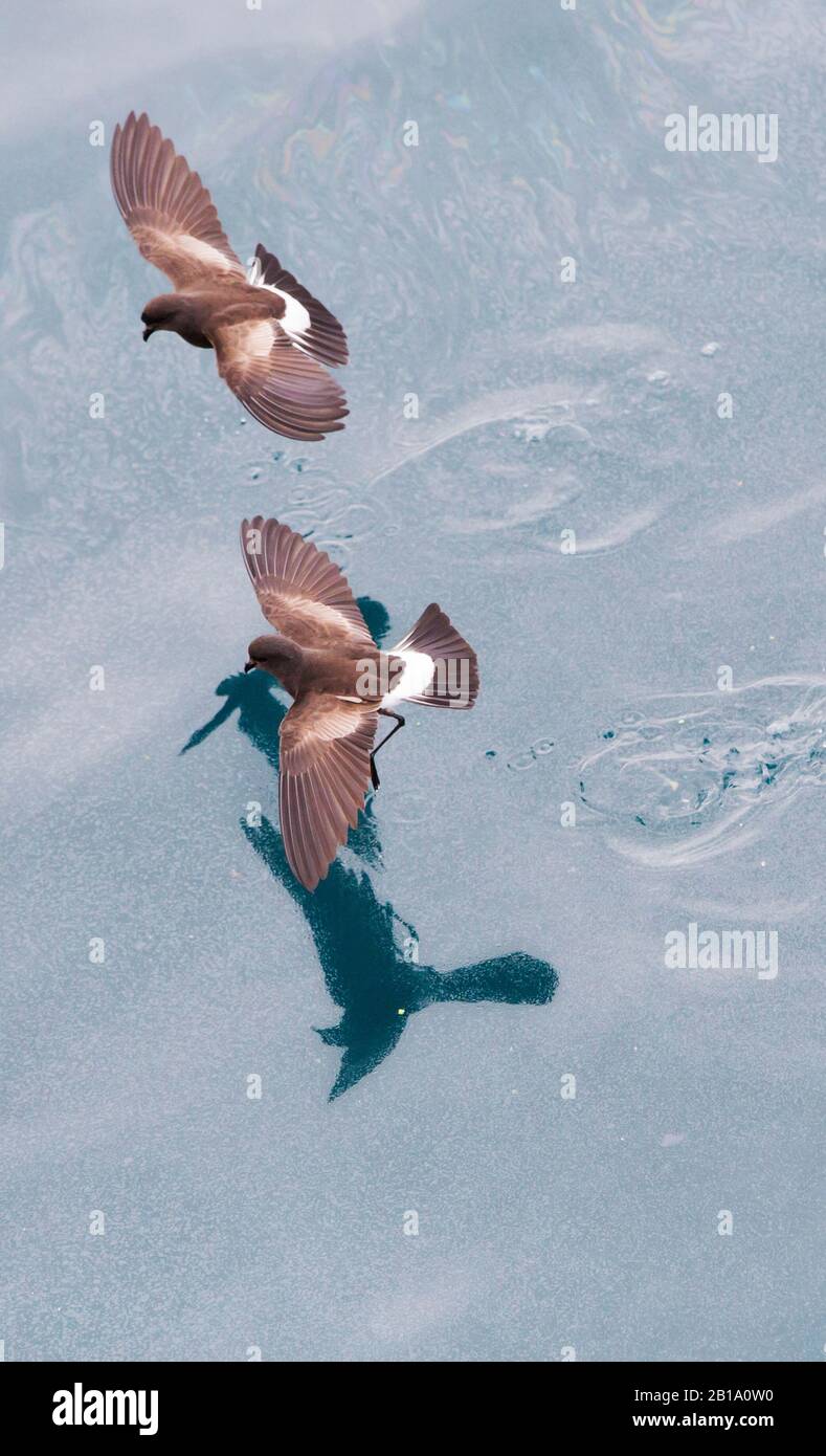 Wilsons Storm Petrel, Oceanites oceanicus, der von Plankton an der Oberfläche vor King George Island auf den South Shetland Islands in der Antarktis ernährt. Stockfoto