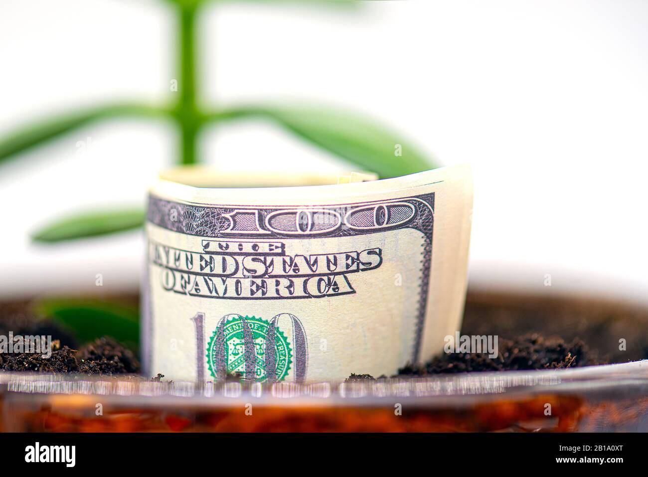 Amerikanische 100-Dollar-Währung wächst von Grund auf, Konzept Geschäftsbild Stockfoto