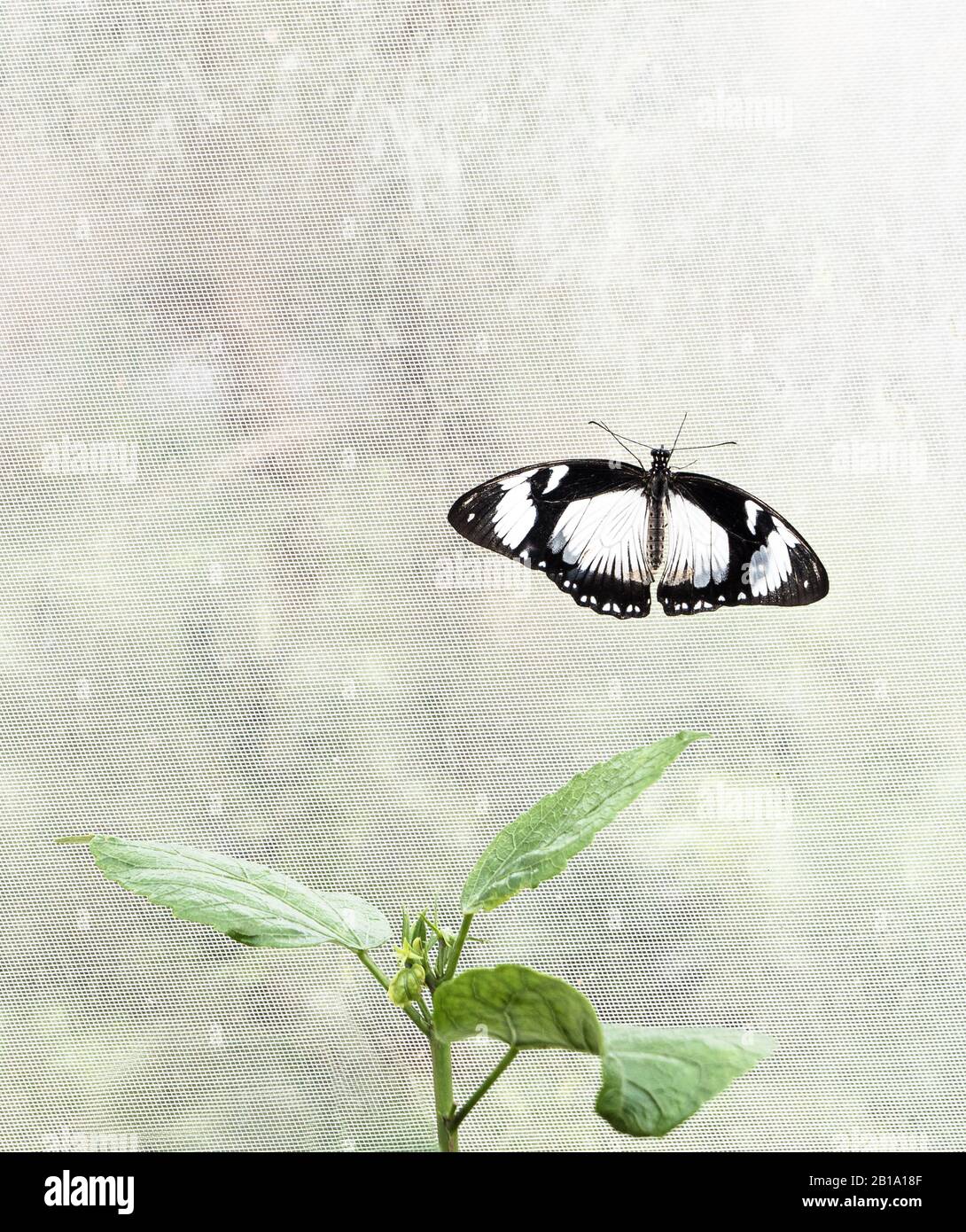 Ein Schmetterling mit weißen und schwarzen Flügeln, der im Schmetterlingshaus im Blenheimer Palast auf Netting ruht. Stockfoto