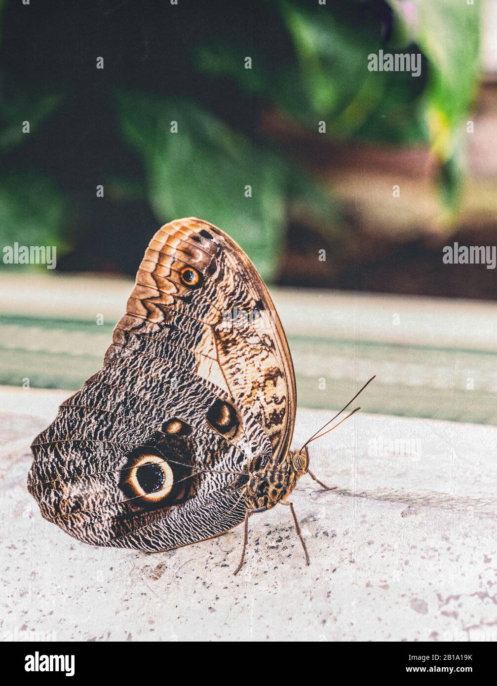 "Caligo illioneus" ( Eule Butterfly ) ruht auf einer Wand im Schmetterlingshaus im Blenheim Palace. Stockfoto