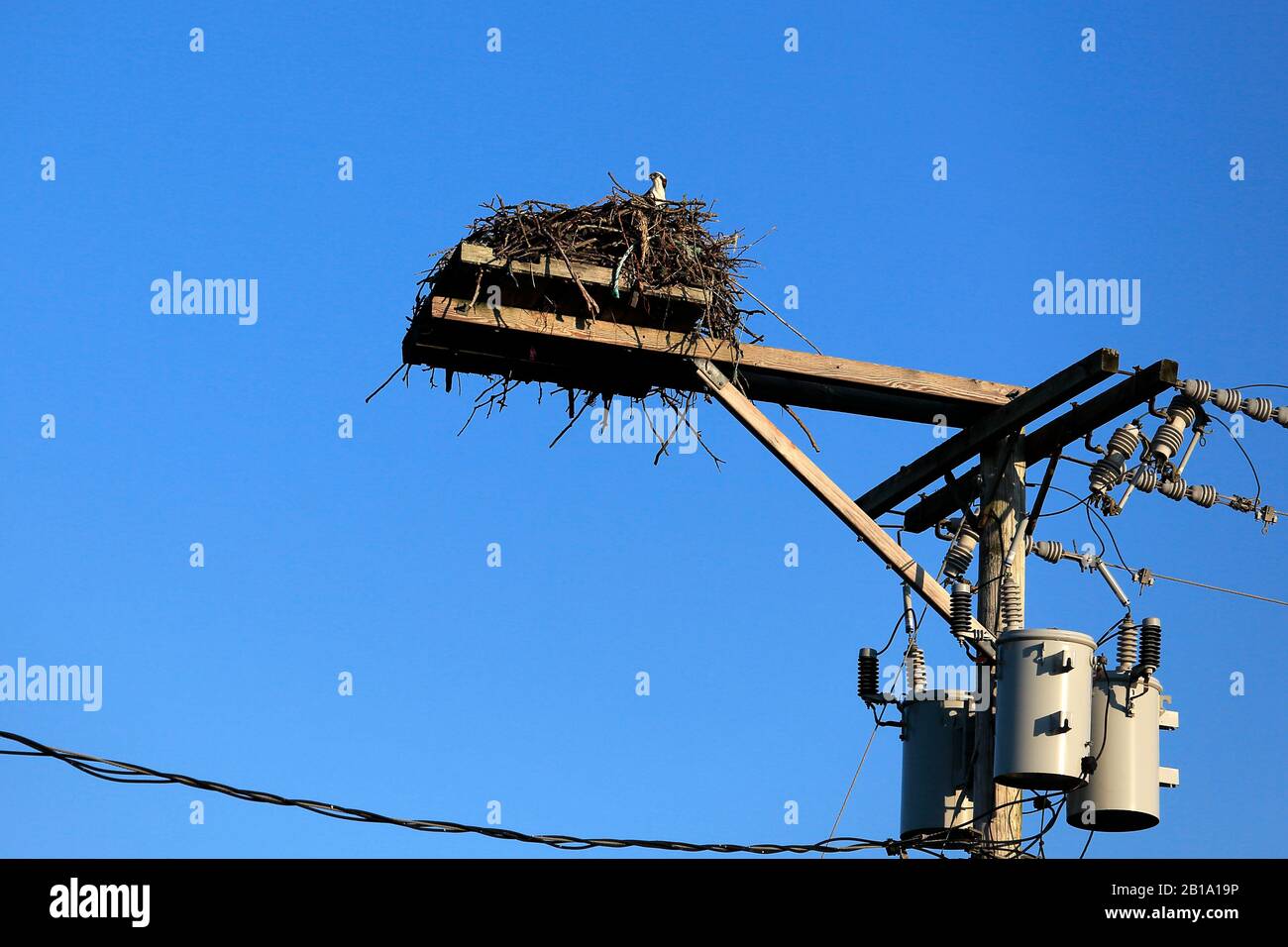 Ospreys und nisten oben auf dem Versorgungspol Stockfoto