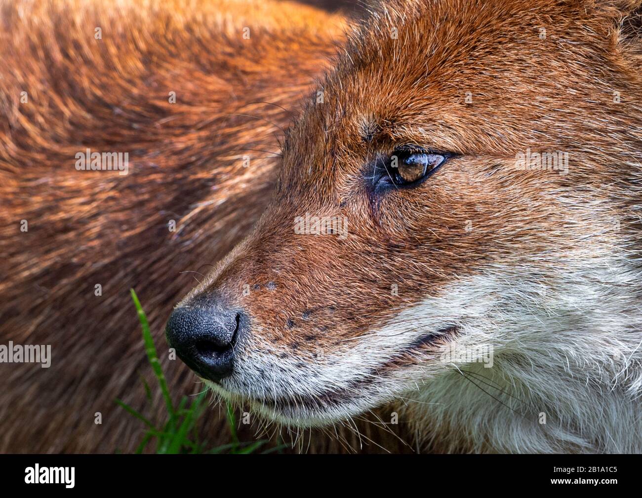 Asiatischer Wildhund (Dhole), Profil, Nahaufnahme Stockfoto